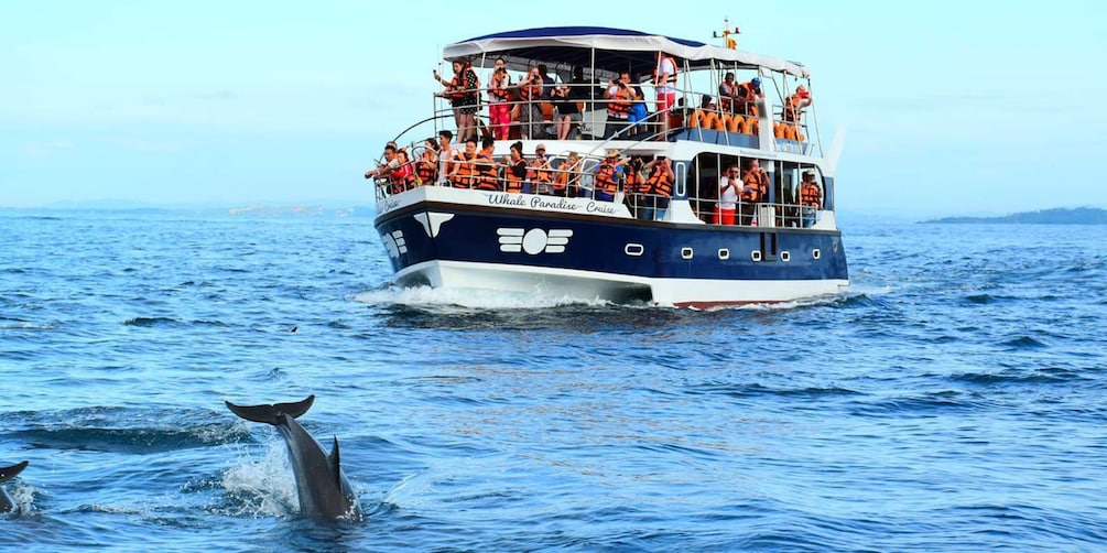 From Tangalle: Mirissa Whale Watching Tour with Breakfast