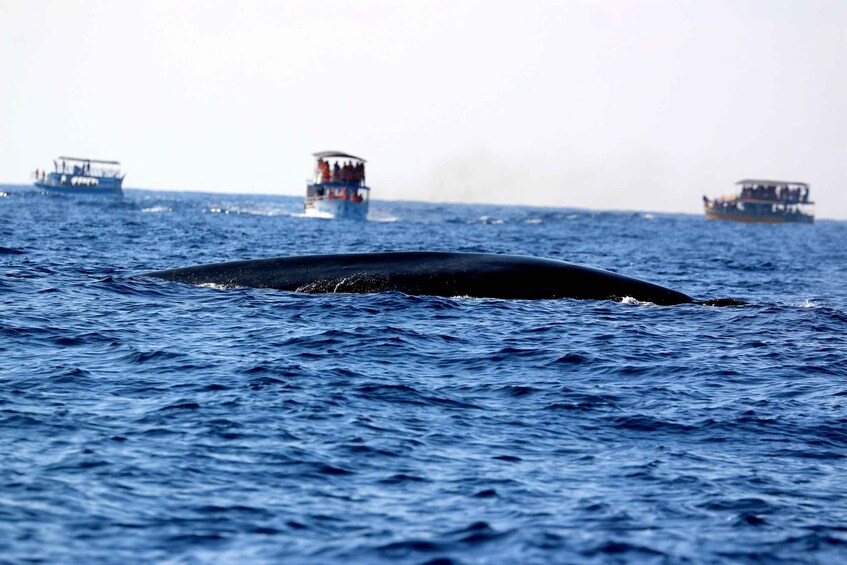 Picture 7 for Activity From Tangalle: Mirissa Whale Watching Tour with Breakfast