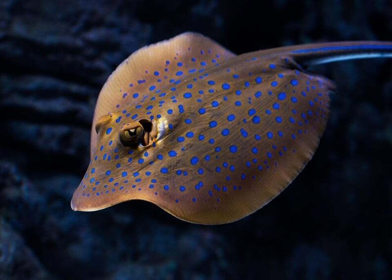 Picture 4 for Activity Cairns: Night at the Aquarium Guided Tour & 2 Course Dinner