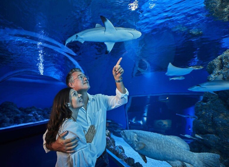 Picture 3 for Activity Cairns: Night at the Aquarium Guided Tour & 2 Course Dinner