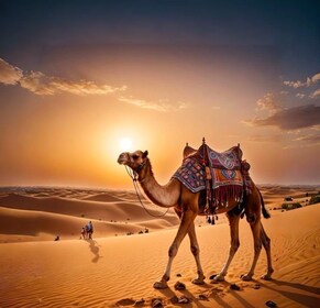 Doha: Nighttime Desert Safari with Dune Bashing & Camel Ride