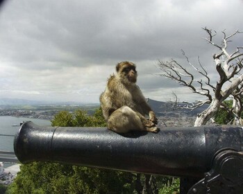 Depuis Malaga : Le rocher de Gibraltar en privé coupe-file excursion