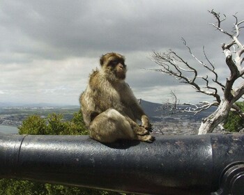 Depuis Malaga : Le rocher de Gibraltar en privé coupe-file excursion