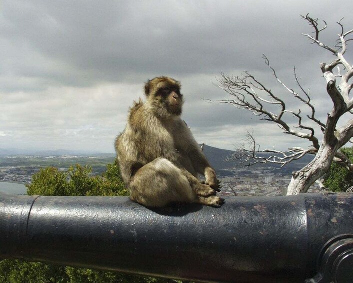 From Malaga: Rock of Gibraltar Private Skip-the-Line Tour