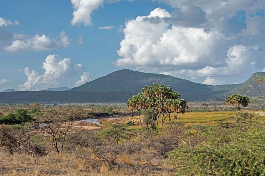 Picture 4 for Activity 6-Day Samburu Lion Tracking, Hiking and Camping Safari