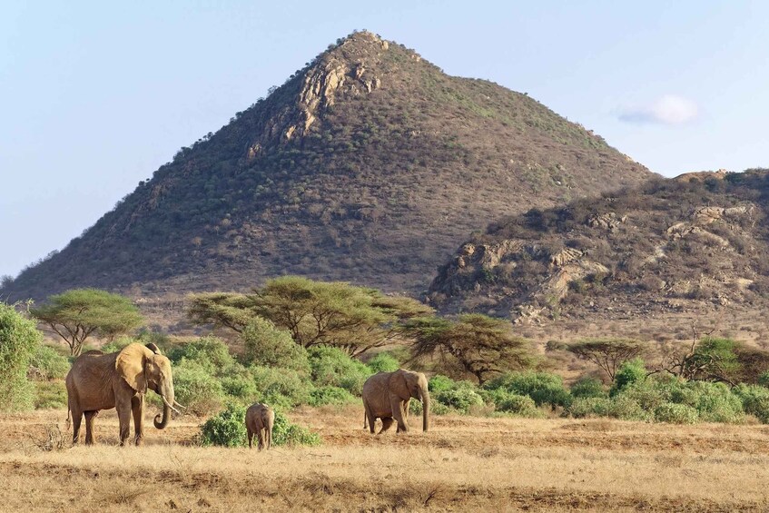 Picture 2 for Activity 6-Day Samburu Lion Tracking, Hiking and Camping Safari