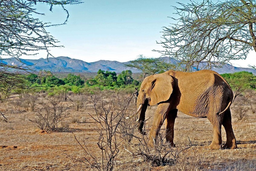 Picture 3 for Activity 6-Day Samburu Lion Tracking, Hiking and Camping Safari