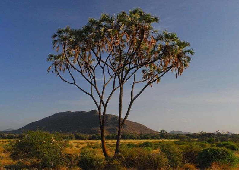 Picture 1 for Activity 6-Day Samburu Lion Tracking, Hiking and Camping Safari