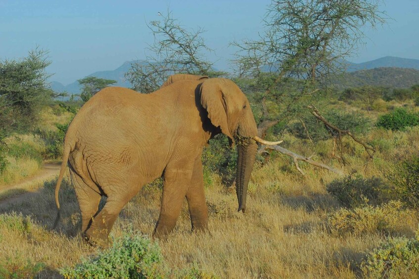 6-Day Samburu Lion Tracking, Hiking and Camping Safari