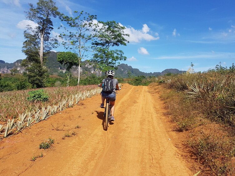 Sightseeing Bicycle Tour