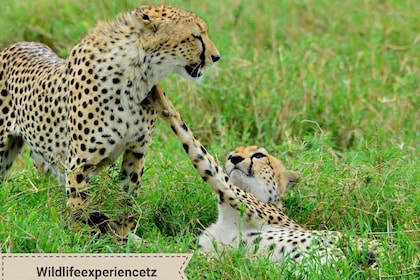 Arusha: 4-Day Tarangire Serengeti Ngorongoro Camping Safari