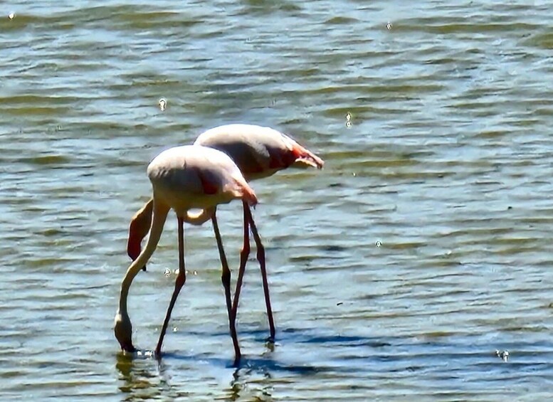 Picture 7 for Activity Larnaca: explore the Top-sightseeing-Spots and Saltlakes