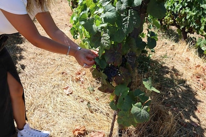 Douro valley: 2 Wineries Lunch at the Winery & 1h Boat Tour