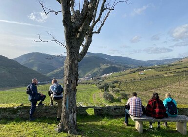 Porto Mendaki Lembah Douro, Kunjungan ke Kilang Anggur, dan Mencicipi