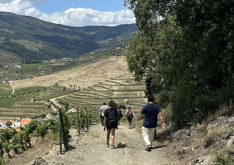 Picture 19 for Activity Porto: Douro Valley Hike, Winery Visit and Tasting