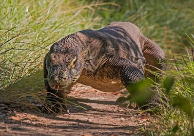 Komodo Islands: 2D1N Speedboat Tour, Land Tour & Hotel Stay