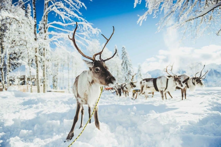 Picture 2 for Activity Rovaniemi: Reindeer Farm Tour with Sledge Ride & Pickup