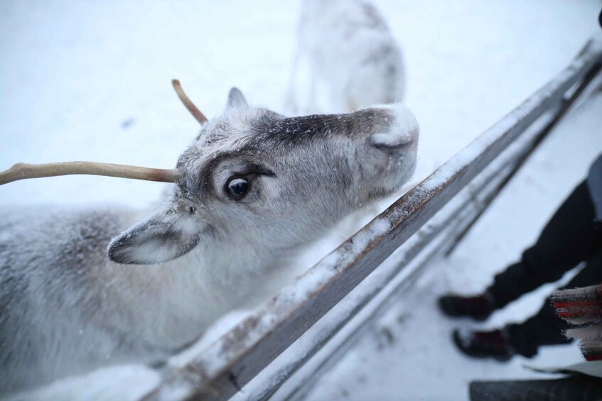 Picture 5 for Activity Rovaniemi: Reindeer Farm Tour with Sledge Ride & Pickup