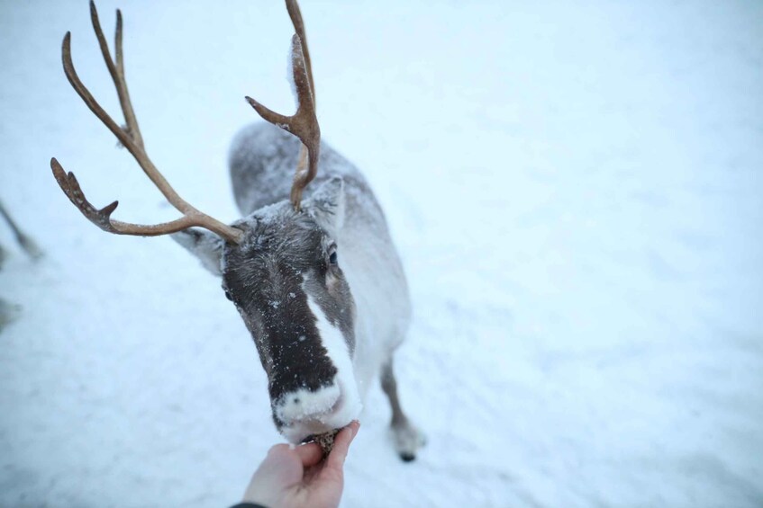 Picture 4 for Activity Rovaniemi: Reindeer Farm Tour with Sledge Ride & Pickup