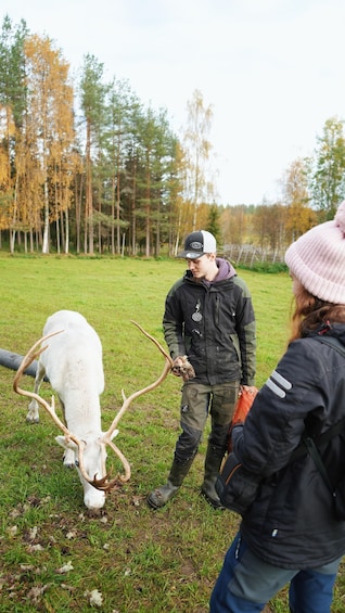 Picture 4 for Activity Rovaniemi: Reindeer Farm Tour with Sledge Ride & Pickup