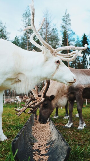 Rovaniemi: Reindeer Farm Tour with Sledge Ride & Pickup