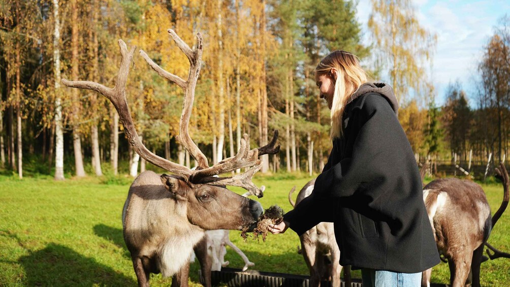 Picture 6 for Activity Rovaniemi: Reindeer Farm Tour with Sledge Ride & Pickup