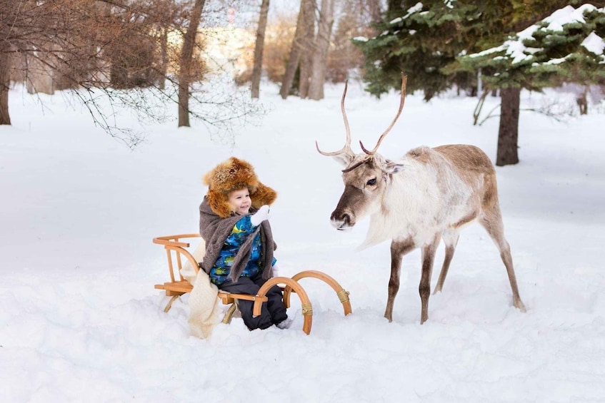 Picture 1 for Activity Rovaniemi: Reindeer Farm Tour with Sledge Ride & Pickup