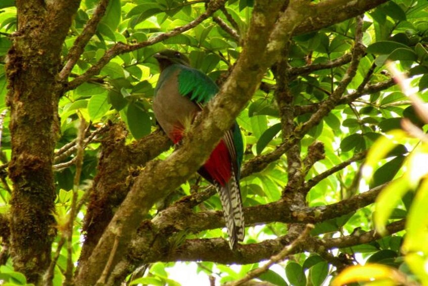 Picture 6 for Activity Monteverde: Curi-Cancha Reserve Tour with Entry Ticket