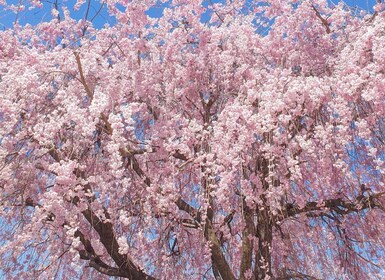 Cherry Blossom Hunting Tour from Seoul