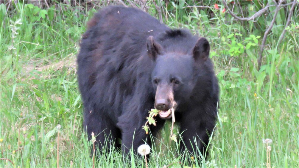 Picture 3 for Activity From Calgary: Banff National Park Premium Day Trip