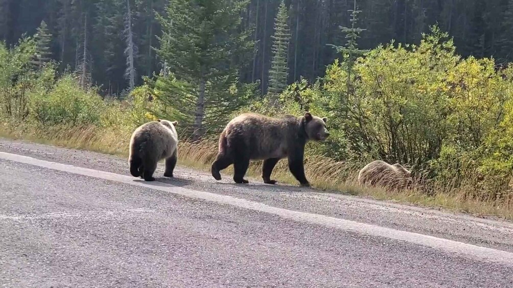 Picture 7 for Activity From Calgary: Banff National Park Day Trip