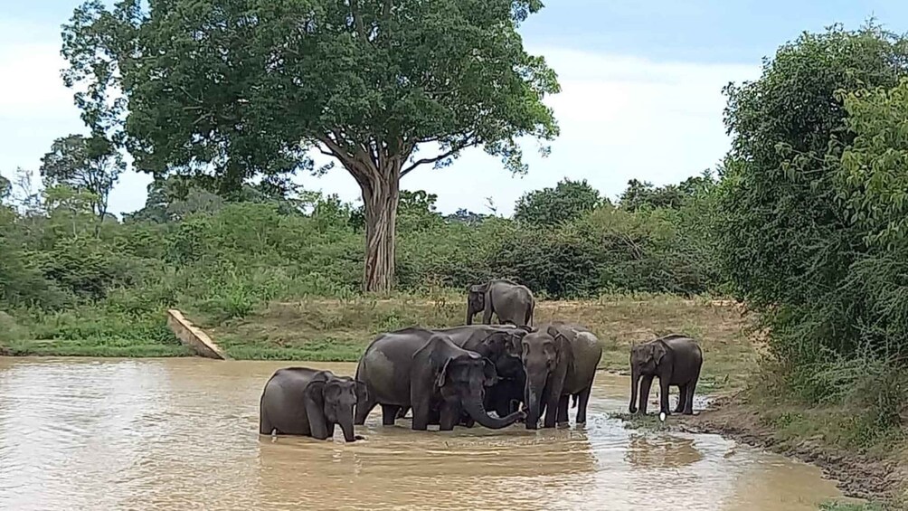 Picture 2 for Activity Udawalawe Wild Safari Tours | 10 Hours Safari