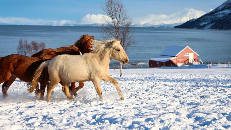Lyngen Horse Stud Farm Visit