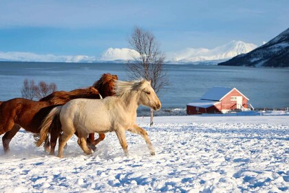 Tromsø: visita a la yeguada de caballos Lyngen