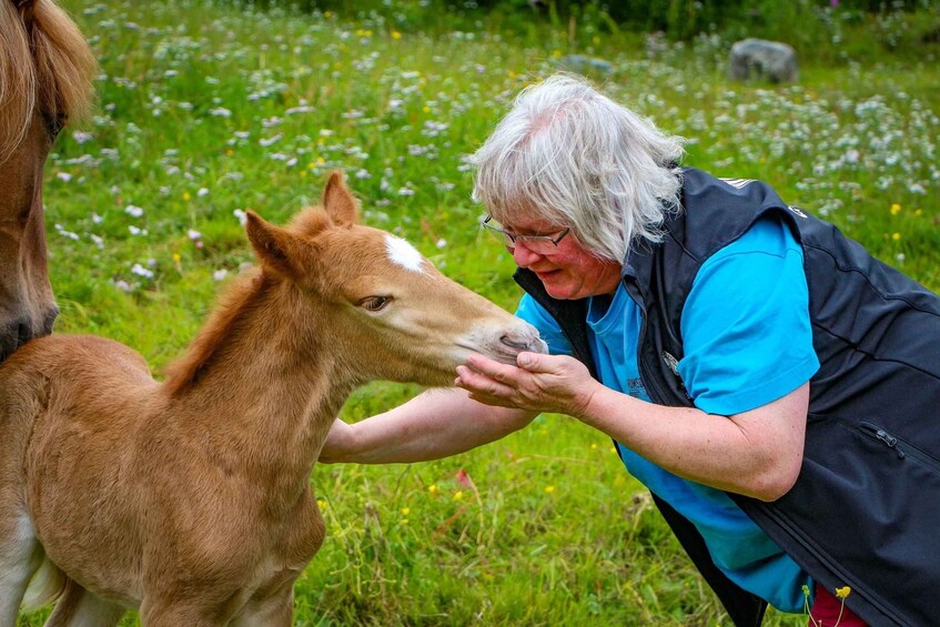 Picture 6 for Activity Tromsø: Lyngen Horse Stud Farm Visit