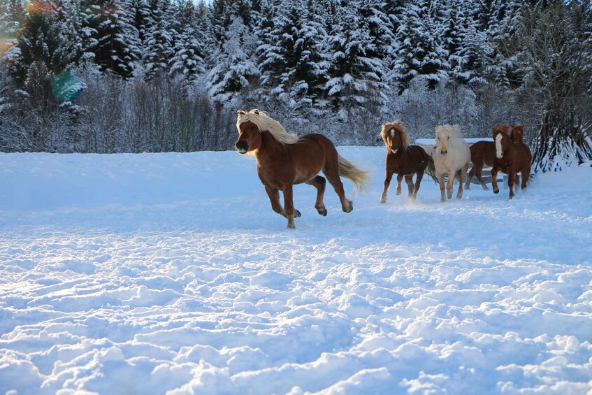 Picture 4 for Activity Tromsø: Lyngen Horse Stud Farm Visit
