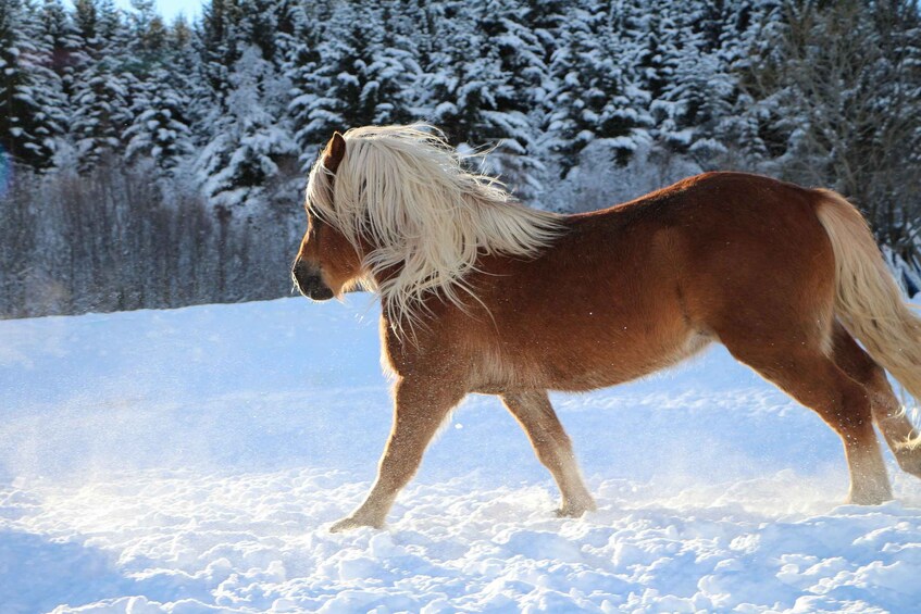 Picture 1 for Activity Lyngen Horse Stud Farm Visit