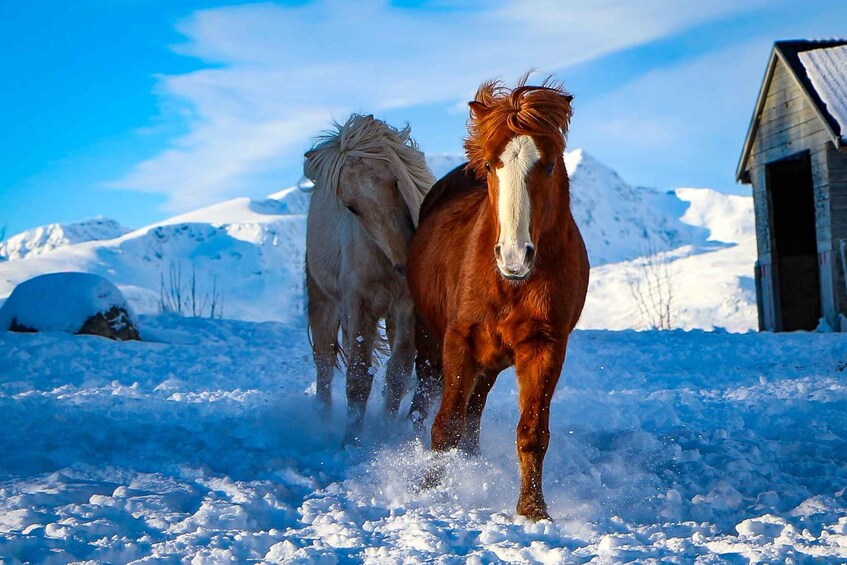 Picture 2 for Activity Tromsø: Lyngen Horse Stud Farm Visit