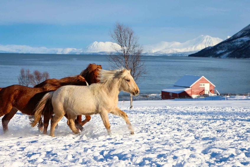 Tromsø: Lyngen Horse Stud Farm Visit