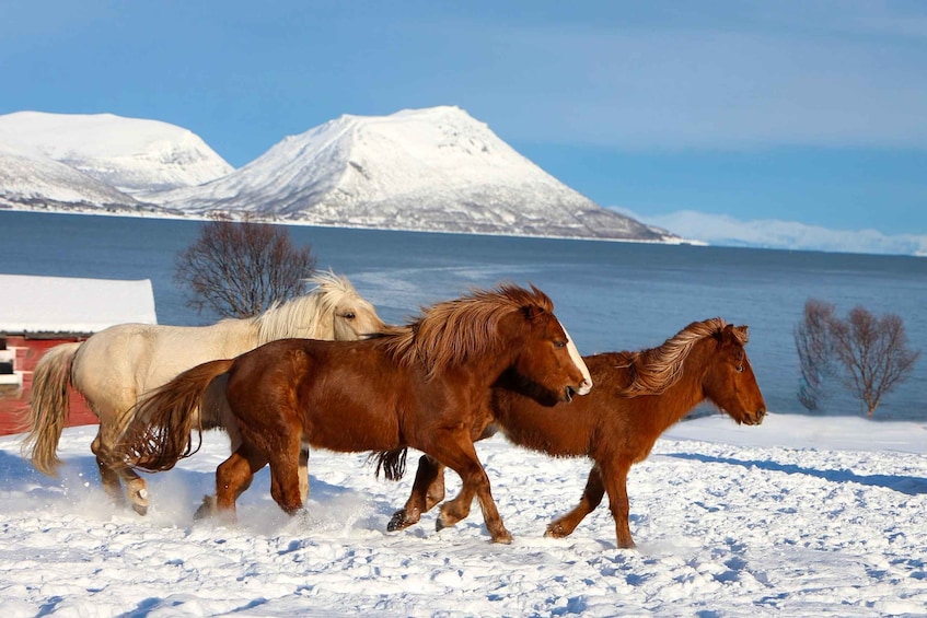 Picture 3 for Activity Tromsø: Lyngen Horse Stud Farm Visit
