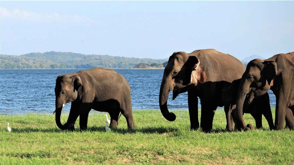 Picture 8 for Activity Dambulla/Sigiriya: Polonnaruwa & Minneriya Park Jeep Safari