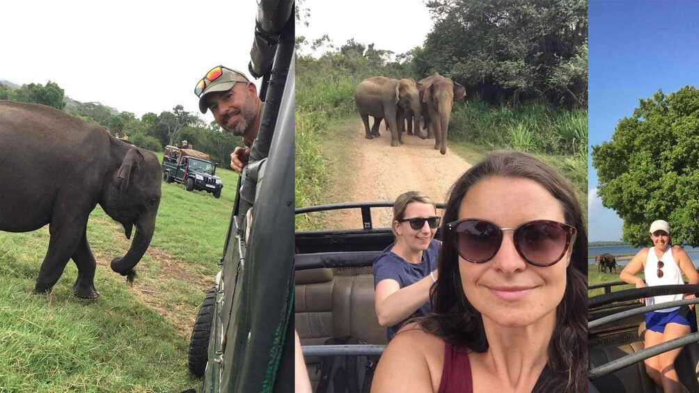 Picture 6 for Activity Dambulla/Sigiriya: Polonnaruwa & Minneriya Park Jeep Safari