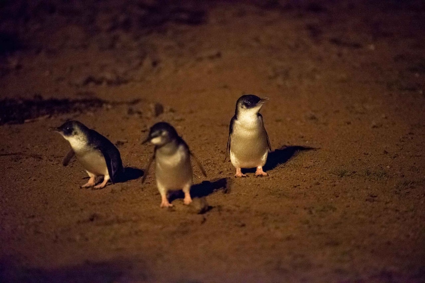 Picture 6 for Activity From Melbourne: Puffing Billy Train & Penguins Wildlife Tour