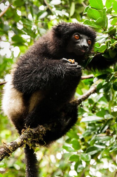 Picture 4 for Activity From Antananarivo: 4 days getaway to wild Ranomafana