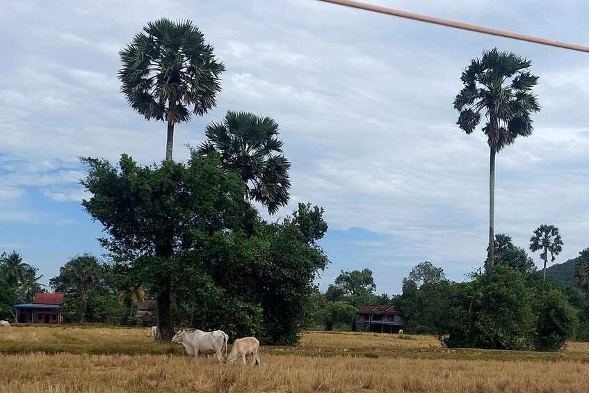 Picture 21 for Activity Kampot Countryside, Pepper farm and Kayak tour include lunch