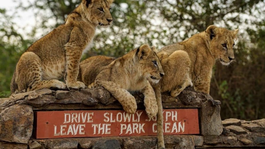 Giraffe Center, Baby Elephant And National Park Day Tour