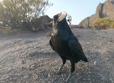 Tenerife: Teide, Masca, Garachico, and Sunset Exclusive Tour