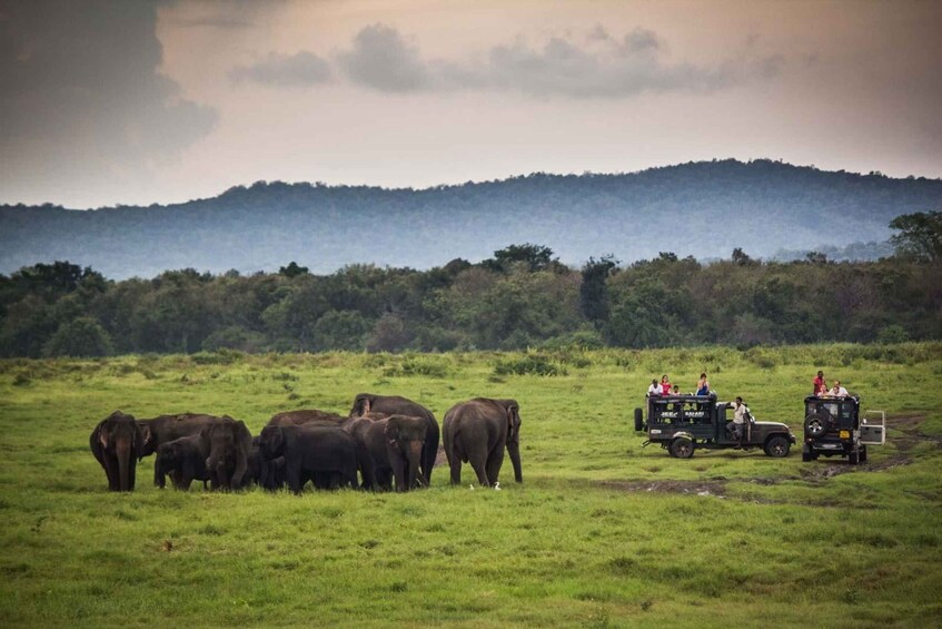 Picture 16 for Activity Ella: Safari Day Trip to Yala & Udawalawe w/ Picnic Lunch