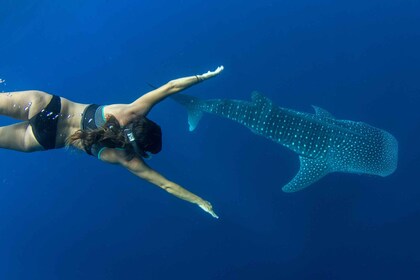 Puerto Princesa: Crucero en barco para nadar con tiburones ballena