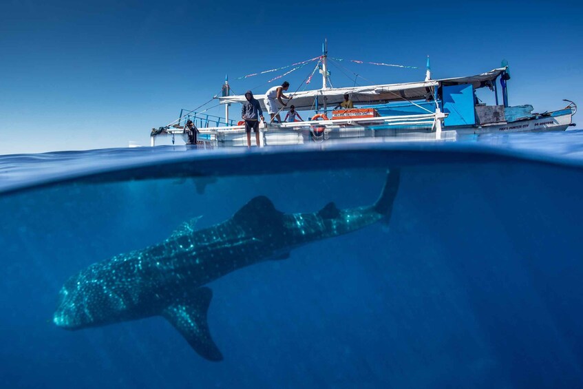 Picture 3 for Activity Puerto Princesa: Swim with Whale Sharks Boat Cruise